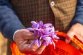 Harvesting saffron crocus flowers in a field in Jammu and Kashmir