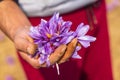 Harvesting saffron crocus flowers in a field in Jammu and Kashmir