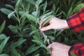 Harvesting sage, woman hands cutting garden sage leaves in herbs garden bed