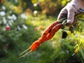 Harvesting season in autumn. Female hands holding two carrots intertwined in an interesting way. Original carrot