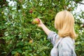 Harvesting season concept. Woman hold apple garden background. Farm produce organic natural product. Girl rustic style Royalty Free Stock Photo