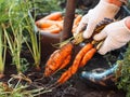 Harvesting season in the garden. Autumn work in the garden. Female hands in workers pulling carrots from the garden