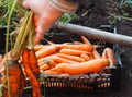 Harvesting season in the garden. Autumn work in the garden. Female hands in workers pulling carrots from the garden