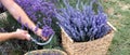 Harvesting season. Lavender bouquets and basket.