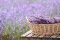 Harvesting season. Lavender bouquets and basket.