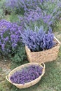 Harvesting season. Lavender bouquets and basket.