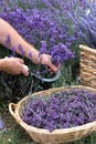 Harvesting season. Lavender bouquets and basket.