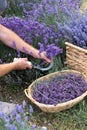 Harvesting season. Lavender bouquets and basket.