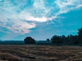 During the harvesting season the yellow pile of leftovers add more impact to nature.