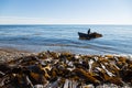 Harvesting of seaweed kelp from a boat Royalty Free Stock Photo