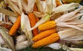 Harvesting in smallholder agriculture. The stalks and cobs of corn and pumpkins are collected and waiting to be processed Royalty Free Stock Photo