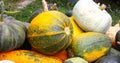 Harvesting in smallholder agriculture. The stalks and cobs of corn and pumpkins are collected and waiting to be processed Royalty Free Stock Photo