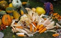 Harvesting in smallholder agriculture. The stalks and cobs of corn and pumpkins are collected and waiting to be processed Royalty Free Stock Photo