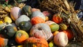 Harvesting in smallholder agriculture. The stalks and cobs of corn and pumpkins are collected and waiting to be processed Royalty Free Stock Photo