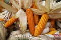 Harvesting in smallholder agriculture. The stalks and cobs of corn and pumpkins are collected and waiting to be processed Royalty Free Stock Photo