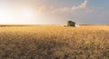 Harvesting of soy bean field with combine Royalty Free Stock Photo