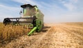 Harvesting of soy bean field with combine Royalty Free Stock Photo