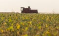 Harvesting of soy bean field with combine Royalty Free Stock Photo