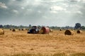 Harvesting at the stage of straw collection. Storks collect insects