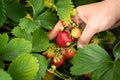 Harvesting strawberries. Hands with strawberries on the background of a strawberry patch Royalty Free Stock Photo