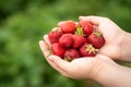 Harvesting strawberries. Hands with strawberries on the background of a strawberry patch Royalty Free Stock Photo