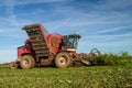 Harvesting sugar beet