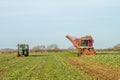 Harvesting sugar beet