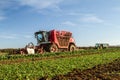 Harvesting sugarbeet