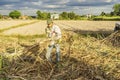 Harvesting sugarcane field, Tay Ninh province, Vietnam