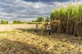 Harvesting sugarcane field, Tay Ninh province, Vietnam
