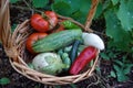harvesting summer vegetables. harvesting tomato, eggplant, cucumber, chili in the backyard garden with a wicker basket Royalty Free Stock Photo