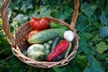 harvesting summer vegetables. harvesting tomato, eggplant, cucumber, chili in the backyard garden with a wicker basket Royalty Free Stock Photo