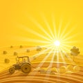 Harvesting on the sunny background Royalty Free Stock Photo