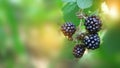 Harvesting on a sunny day. Blackberry on a bush Royalty Free Stock Photo
