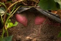 Harvesting sweet potato growing at organic farm