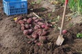 Harvesting sweet potatoes