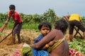 Harvesting of sweet potatoes in India