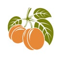 Harvesting symbol, fruits isolated. Ripe organic sweet apricots