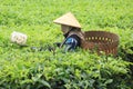 Woman Worker Harvesting tea leaves in plantation