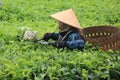 Woman Worker Harvesting tea leaves in plantation