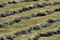 Harvesting time. Abstract photography of lines of hay and dry grass made by tractor. Royalty Free Stock Photo