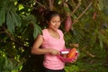 Harvesting time in cacao farm Royalty Free Stock Photo