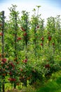 Green organic orchards with rows of Concorde pear trees with ripening fruits in Betuwe, Gelderland, Netherlands