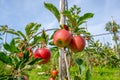 Harvesting time in fruit region of Netherlands, Betuwe, Gelderland, plantation of apple fruit trees in september, elstar, jonagold Royalty Free Stock Photo