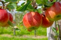 Harvesting time in fruit region of Netherlands, Betuwe, Gelderland, plantation of apple fruit trees in september, elstar, jonagold Royalty Free Stock Photo