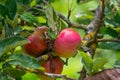 Harvesting time in fruit region of Netherlands, Betuwe, Gelderland, plantation of apple fruit trees in september, elstar, jonagold Royalty Free Stock Photo