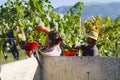 Harvesting time Royalty Free Stock Photo