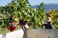 Harvesting time Royalty Free Stock Photo