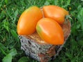Orange tomato Banana on a tree stump on a green background