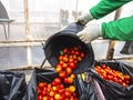 Harvesting tomatoes
